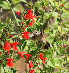 Hummingbird Blend