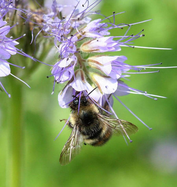 Lacy Phacelia