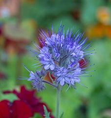 Lacy Phacelia