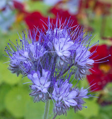 Lacy Phacelia