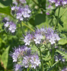 Lacy Phacelia