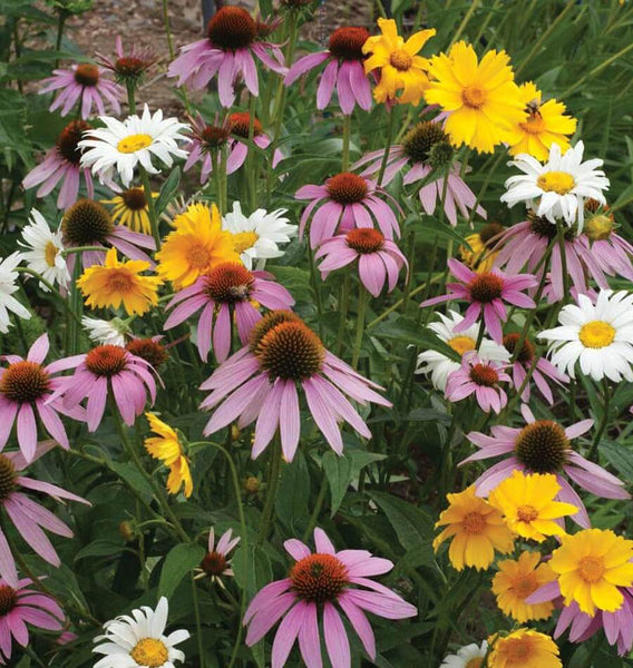 Perennial Blend