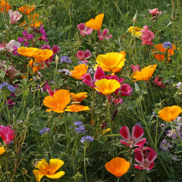 PNW Native Wildflower Mix