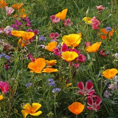 PNW Native Wildflower Mix