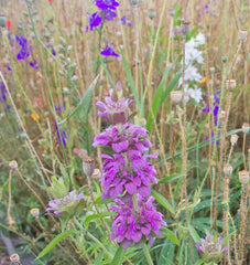 Deer Resistant Blend