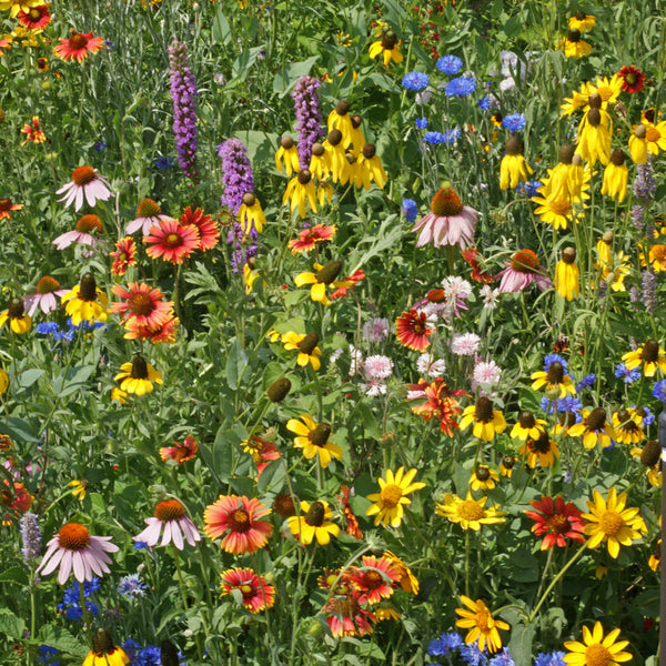 Midwest Wildflower Mix