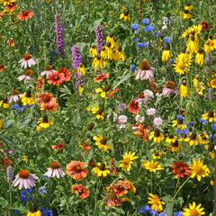 Midwest Wildflower Mix