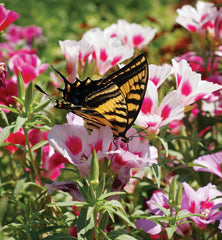 Butterfly Blend