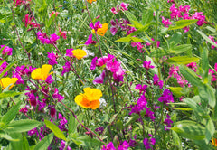 Butterfly Blend