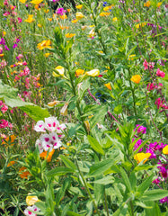 Butterfly Blend