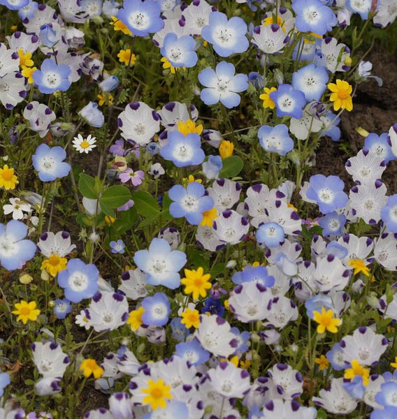 Alternative Lawn Blend
