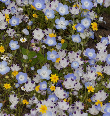 Alternative Lawn Blend