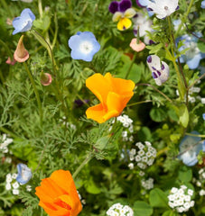 Alternative Lawn Blend
