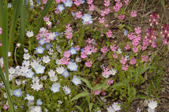 Alternative Lawn Blend