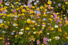 Alternative Lawn Blend