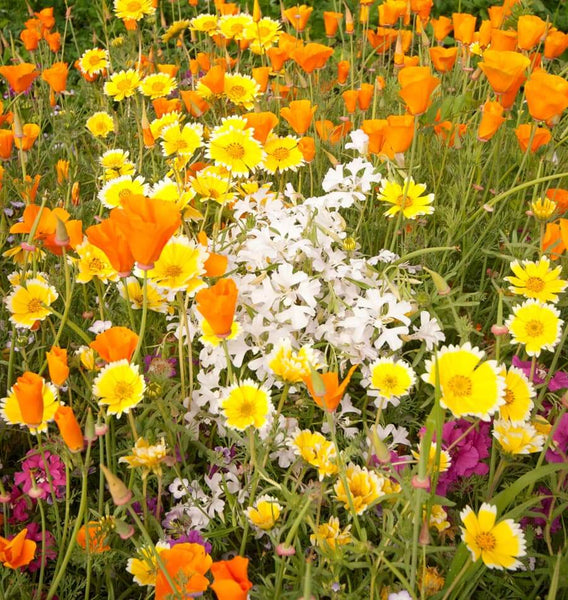 Xeriscape Blend