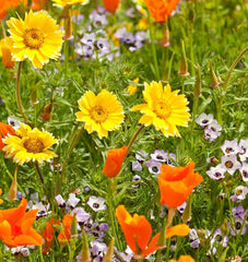 Xeriscape Blend