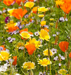 Xeriscape Blend