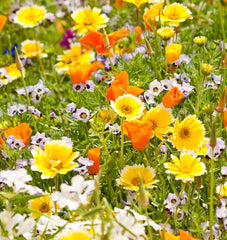 Xeriscape Blend