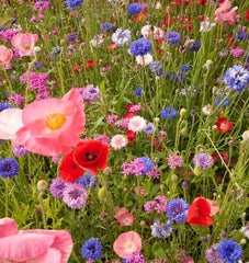 Knee High Meadow Blend
