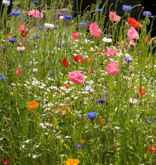 Knee High Meadow Blend