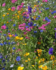 Knee High Meadow Blend