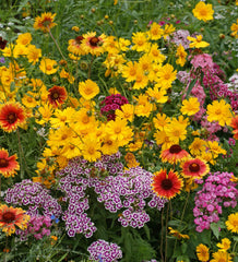 Knee High Meadow Blend