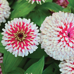 Swizzle Cherry & Ivory Zinnia