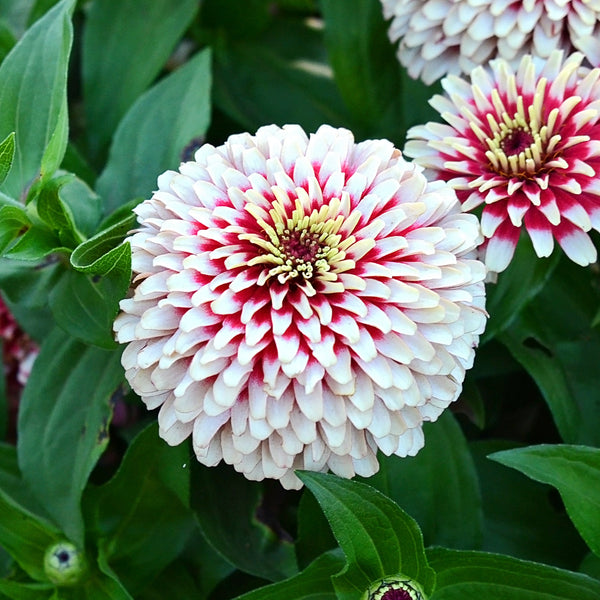 Swizzle Cherry & Ivory Zinnia