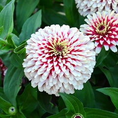 Swizzle Cherry & Ivory Zinnia