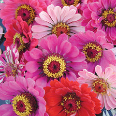 California Giant Mix Zinnia