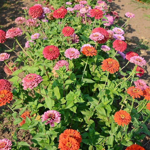 California Giant Mix Zinnia