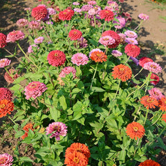 California Giant Mix Zinnia