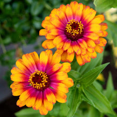 Zowie! Yellow Flame Zinnia