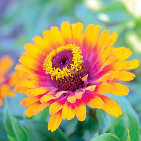 Zowie! Yellow Flame Zinnia