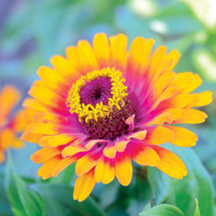 Zowie! Yellow Flame Zinnia