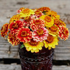 Aztec Sunset Mix Zinnia