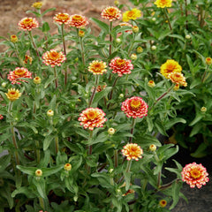 Aztec Sunset Mix Zinnia