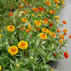 Aztec Sunset Mix Zinnia