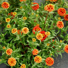 Aztec Sunset Mix Zinnia
