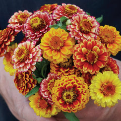 Aztec Sunset Mix Zinnia