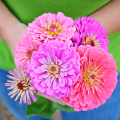 Art Deco Mix Zinnia