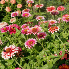 Whirligig Zinnia