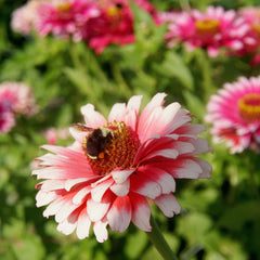 Whirligig Zinnia