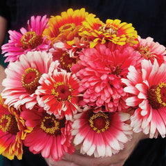 Whirligig Zinnia