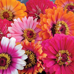 Whirligig Zinnia