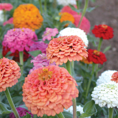 Oklahoma Mix Zinnia