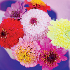Cupcakes Mix Zinnia