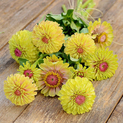 Queen Lime With Blotch Zinnia