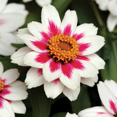 Zahara Starlight Rose Zinnia